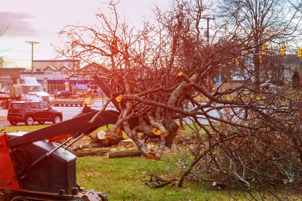 How Our Tree Care Process Works  in  Greenfield, IN
