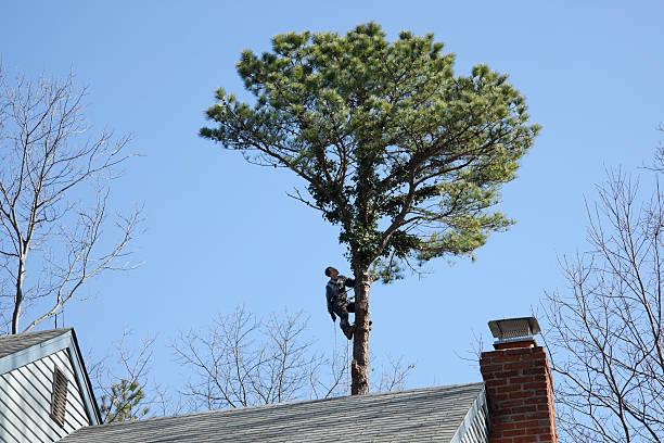 Best Root Management and Removal  in Greenfield, IN
