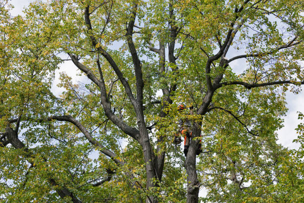 Best Tree Disease Treatment  in Greenfield, IN